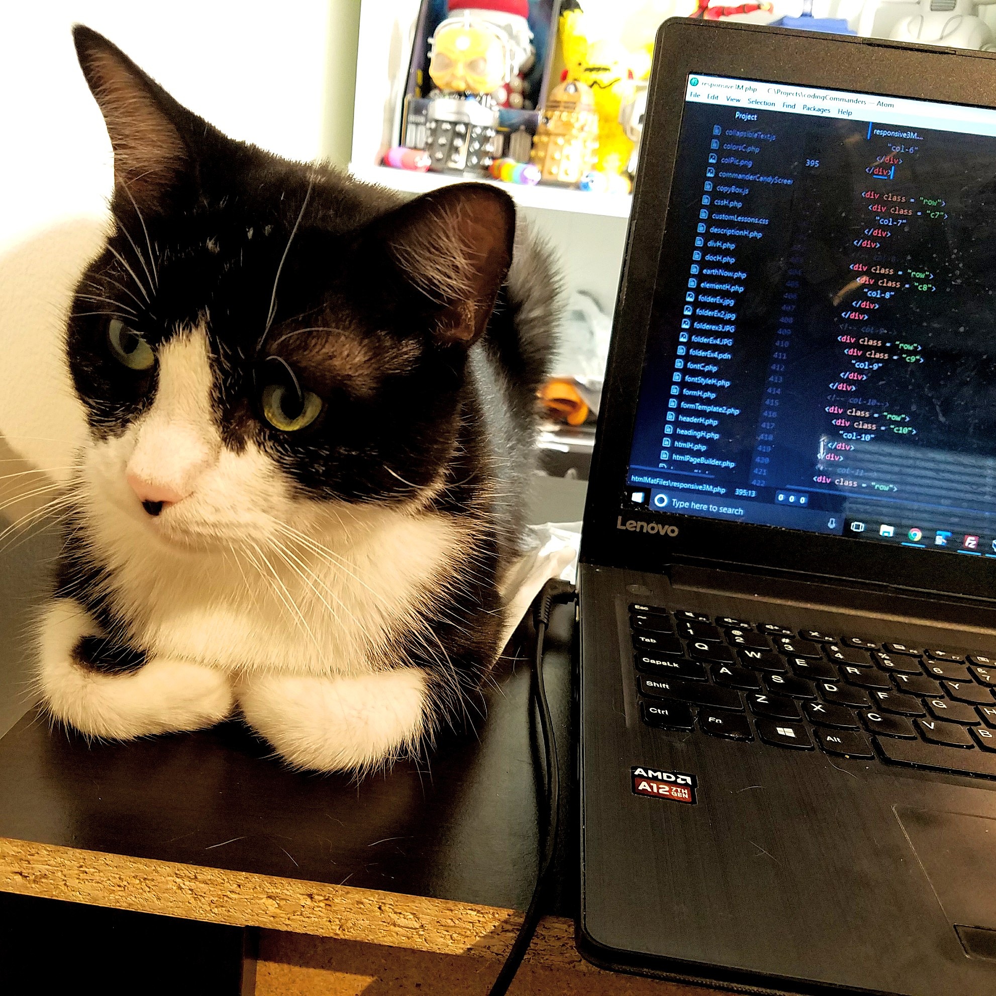 Cats for Code